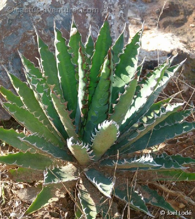 Agave xylonacantha P1050391